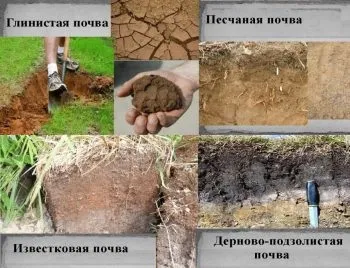 Земля і грунт для полуниці оптимальні параметри (кислотність, вологість)