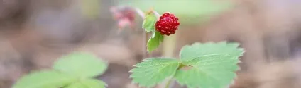Суниця на зиму - кращі рецепти з фото приготування заготовок (фото) Суниця на зиму - кращі рецепти з фото приготування заготовок