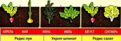 Зелень на грядці що посадити, щоб зібрати 6 врожаїв