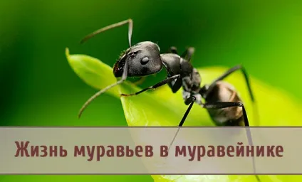 Життя мурашок в мурашнику