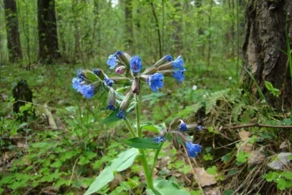 Життя під ногами - життя, як вона є (фото рослин) Життя під ногами - життя, як вона є