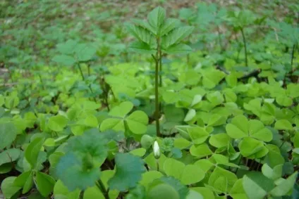 Життя під ногами - життя, як вона є (ногами) Життя під ногами - життя, як вона є