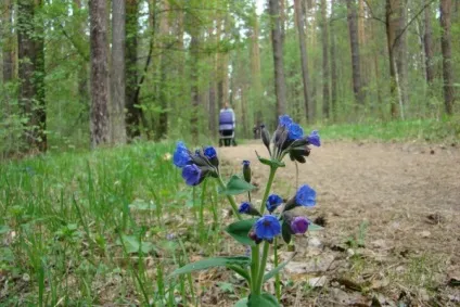 Життя під ногами - життя, як вона є (життя) Життя під ногами - життя, як вона є