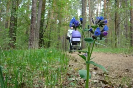Життя під ногами - життя, як вона є (фото рослин) Життя під ногами - життя, як вона є