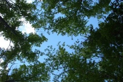 Життя під ногами - життя, як вона є (фото рослин) Життя під ногами - життя, як вона є