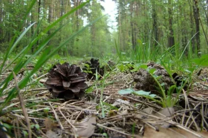 Життя під ногами - життя, як вона є (ногами) Життя під ногами - життя, як вона є