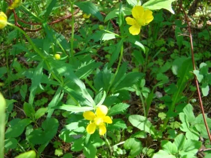 Життя під ногами - життя, як вона є (фото рослин) Життя під ногами - життя, як вона є