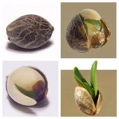 10 Помилок початківців гроверів - лайфхак растамана - СФК - grower (початківців) 10 Помилок початківців гроверів - лайфхак растамана - СФК - grower