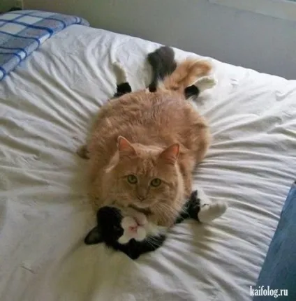 21 Фото люди, у яких немає кота, як же ви живете)) () 21 Фото люди, у яких немає кота, як же ви живете))