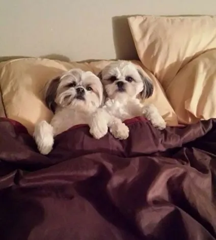 27 Собак, які сплять у вашому ліжку (собак) 27 Собак, які сплять у вашому ліжку
