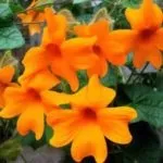 Адиантум догляд в домашніх умовах полив пересадка і розмноження (домашніх) Адиантум догляд в домашніх умовах полив пересадка і розмноження