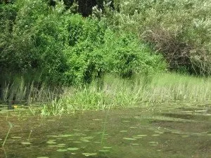 А де вода тепліше, біля багаття