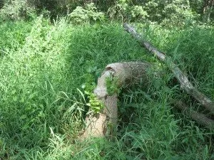 А де вода тепліше, біля багаття