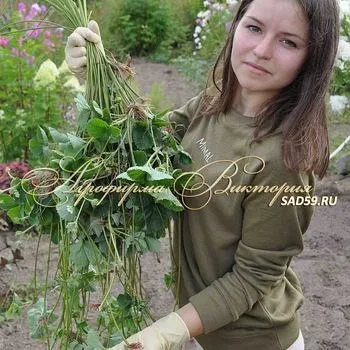 Агрофірма вікторія саджанці поштою (розплідник рослин) Агрофірма вікторія саджанці поштою
