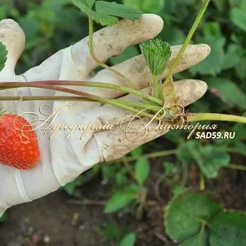Агрофірма вікторія саджанці поштою (челябинск) Агрофірма вікторія саджанці поштою