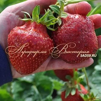 Агрофірма вікторія саджанці поштою (саджанці) Агрофірма вікторія саджанці поштою
