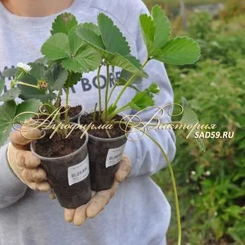 Агрофірма вікторія саджанці поштою (продаж саджанців) Агрофірма вікторія саджанці поштою