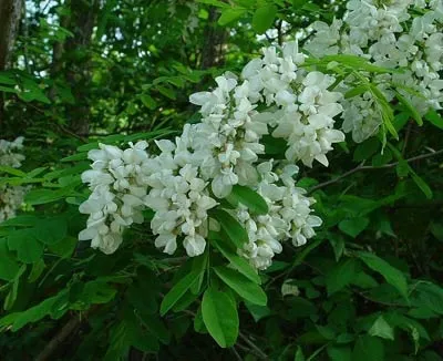 Акація біла, довідник, лісоматеріали, дерев'яне будівництво (можна оцінити дуже високу) Акація біла, довідник, лісоматеріали, дерев'яне будівництво