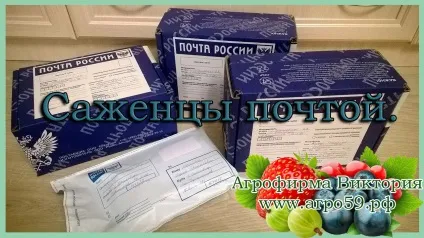 Агрофірма вікторія саджанці поштою (каталог агрофірми вікторія) Агрофірма вікторія саджанці поштою