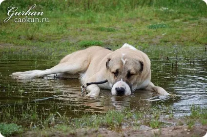 Алабай - подробиці про породу собак середньоазіатська вівчарка з фотографіями (алабай) Алабай - подробиці про породу собак середньоазіатська вівчарка з фотографіями