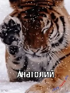 Анатолій, Толік картинки з написами, картинки з іменами (написами) Анатолій, Толік картинки з написами, картинки з іменами