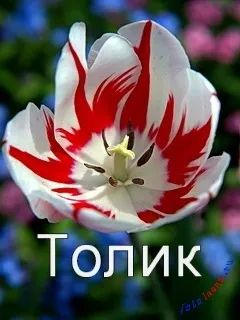 Анатолій, Толік картинки з написами, картинки з іменами (написами) Анатолій, Толік картинки з написами, картинки з іменами