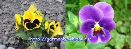 Братки зі стрічок