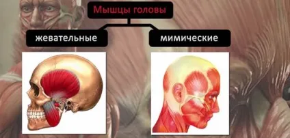 Анатомія м'язів обличчя і шиї м'язи обличчя, їх функції, фото, зміни (м'язи) Анатомія м'язів обличчя і шиї м'язи обличчя, їх функції, фото, зміни
