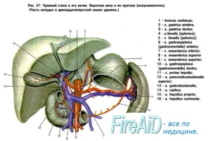 Анатомія гілки черевної частини аорти
