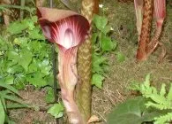 Аріземи вирощування і догляд, розмноження, хвороби, фото сортів (фото) Аріземи вирощування і догляд, розмноження, хвороби, фото сортів