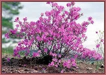 Багно, квітникар-консалтинг