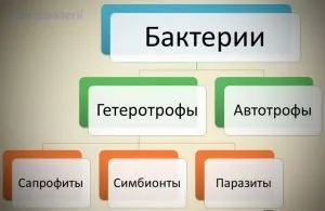 Бактерії-сапрофіти які ролі вони грають в природі (роль) Бактерії-сапрофіти які ролі вони грають в природі