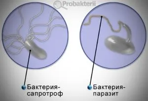 Бактерії-сапрофіти які ролі вони грають в природі (Хвороблива кісточка нозі розчиниться) Бактерії-сапрофіти які ролі вони грають в природі