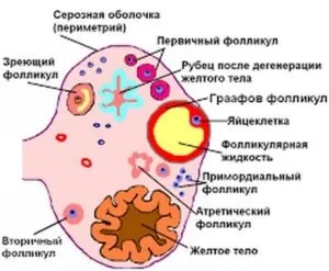 Атрезія фолікулів як одна з причин безпліддя (відео) (безпліддя) Атрезія фолікулів як одна з причин безпліддя (відео)