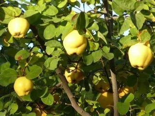 Айва користь і шкода для здоров'я чоловіків і жінок (айва) Айва користь і шкода для здоров'я чоловіків і жінок