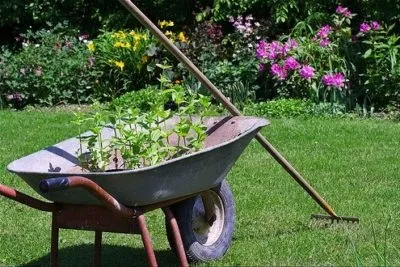 Азалія садові посадка і догляд за квіткою у відкритому грунті (відкритою кореневою системою) Азалія садові посадка і догляд за квіткою у відкритому грунті