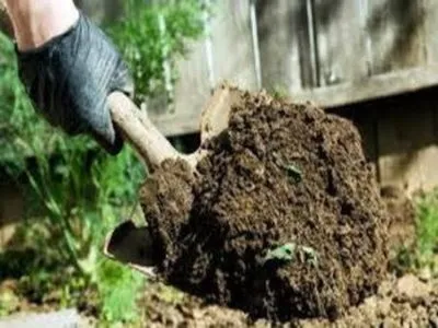 Азалія садові посадка і догляд за квіткою у відкритому грунті (азалія) Азалія садові посадка і догляд за квіткою у відкритому грунті