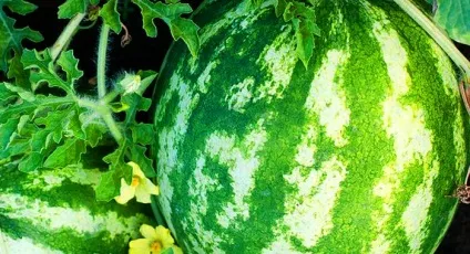 Астраханський кавун опис сорту, вирощування і зберігання (опис) Астраханський кавун опис сорту, вирощування і зберігання