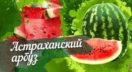 Астраханський кавун опис сорту, вирощування і зберігання (кавун) Астраханський кавун опис сорту, вирощування і зберігання