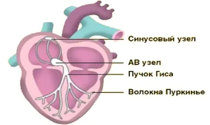 Аритмії на ЕКГ як виглядає і як проявляється (аритмії) Аритмії на ЕКГ як виглядає і як проявляється
