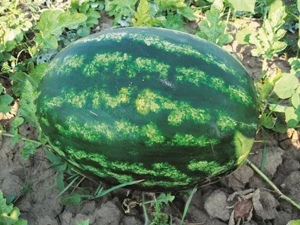 Кавун астраханський чим знаменитий і як виростити (астраханський) Кавун астраханський чим знаменитий і як виростити