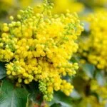 Біденс вирощування і догляд фото сортів з описами відео посіву насіння (насіння) Біденс вирощування і догляд фото сортів з описами відео посіву насіння