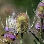 Біденс вирощування і догляд фото сортів з описами відео посіву насіння (догляд) Біденс вирощування і догляд фото сортів з описами відео посіву насіння