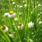 Біденс вирощування, посадка і догляд, розмноження, опис, фото (догляд) Біденс вирощування, посадка і догляд, розмноження, опис, фото