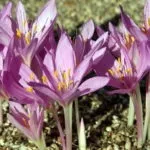 Біденс вирощування і догляд фото сортів з описами відео посіву насіння (вирощування) Біденс вирощування і догляд фото сортів з описами відео посіву насіння