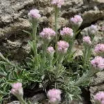 Біденс вирощування і догляд фото сортів з описами відео посіву насіння (насіння) Біденс вирощування і догляд фото сортів з описами відео посіву насіння