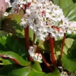 Біденс вирощування і догляд фото сортів з описами відео посіву насіння (насіння) Біденс вирощування і догляд фото сортів з описами відео посіву насіння