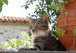 Бенгальська кішка 16 фото, догляд, як вибрати бенгальську кішку, опис породи