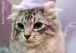 Бенгальська кішка 16 фото, догляд, як вибрати бенгальську кішку, опис породи