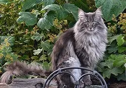 Бенгальська кішка 16 фото, догляд, як вибрати бенгальську кішку, опис породи